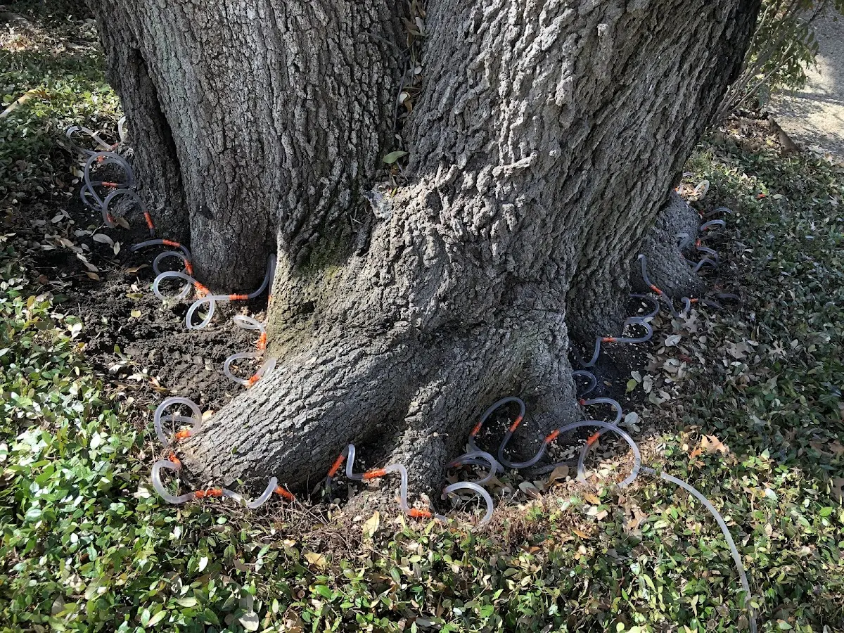 Detailed Tree Cabling and Bracing job site in Newburg