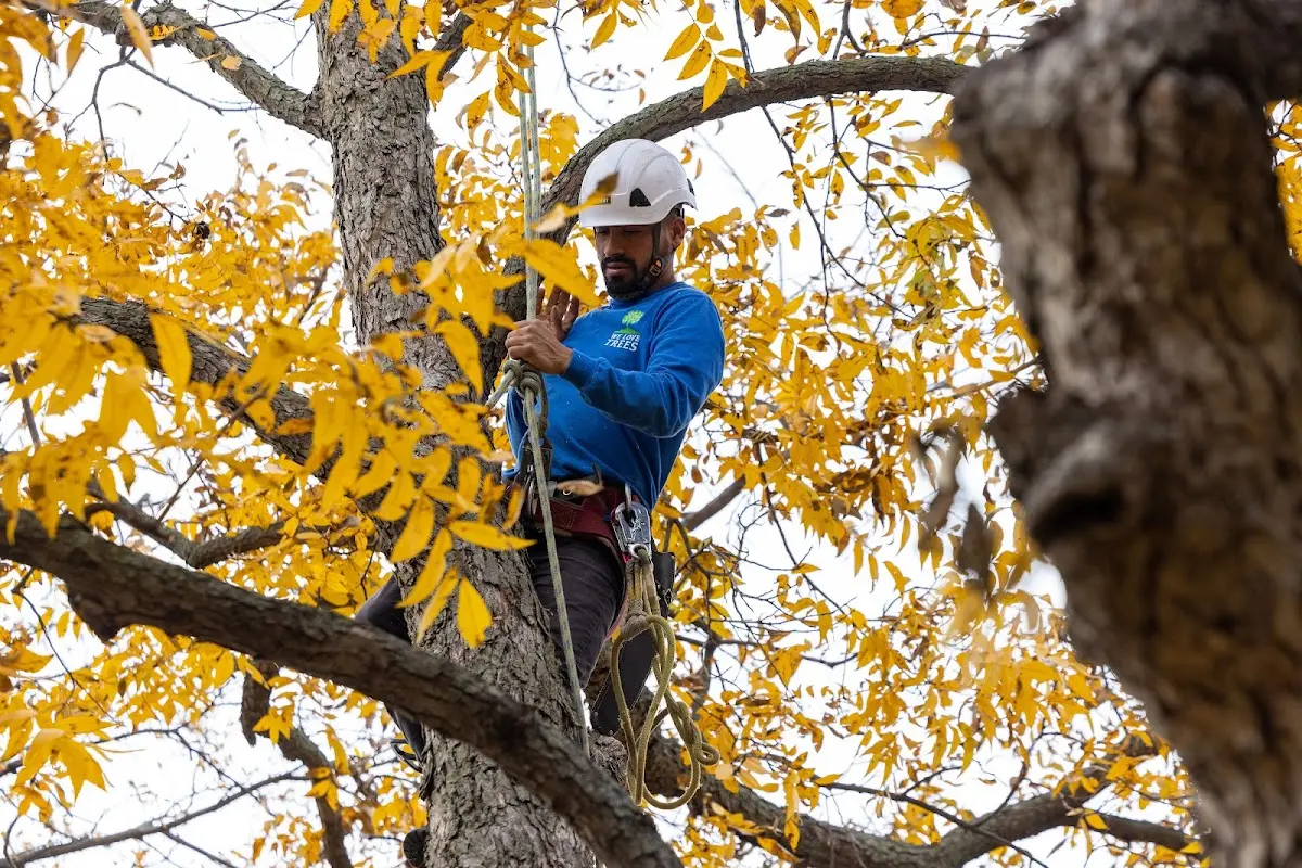 Skilled Tree Planting crew working in Newburg