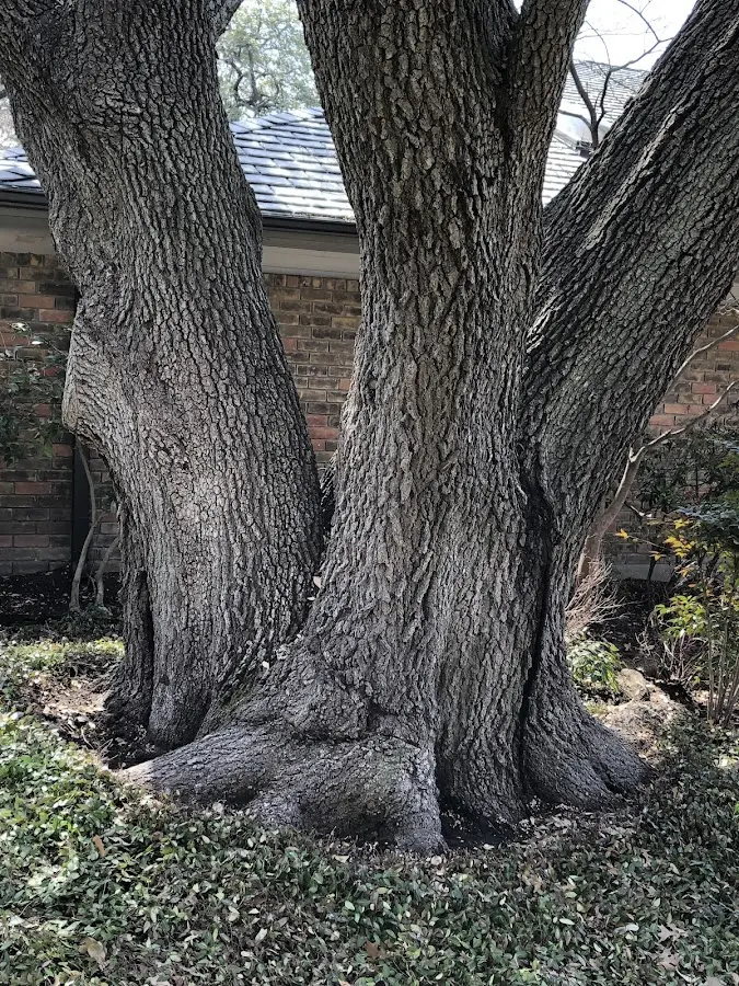 Mature heritage tree close to a Newburg property cared for by certified arborists